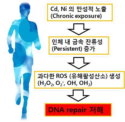 그림 10. 유해 중금속에 의한 DNA repair 억제