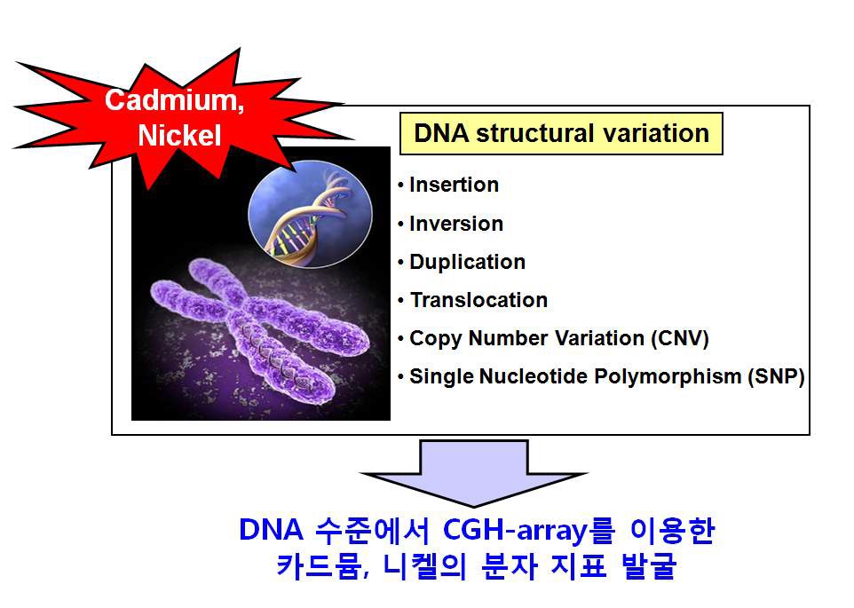그림 16. CGH-array를 이용한 카드뮴, 니켈의 분자 지표 발굴 모식도