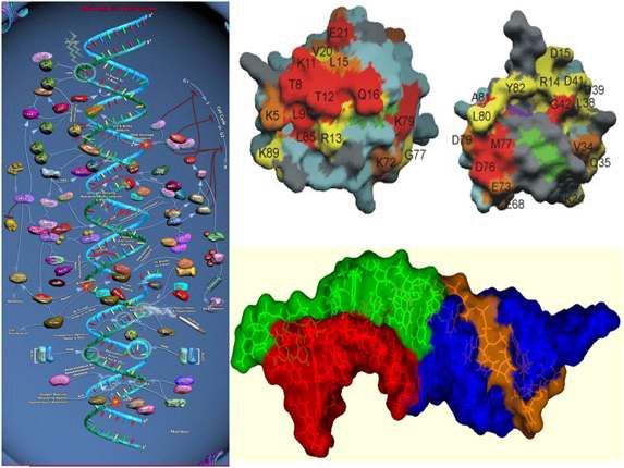 그림 20. DNA repair mechanism 및 repair protein 간의 interactomics 연구