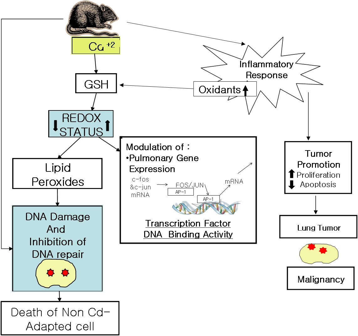 그림 21. 카드뮴 섭취에 의한 DNA 손상 및 repair 억제로 인해 발생되는 발암의 과정 모식도