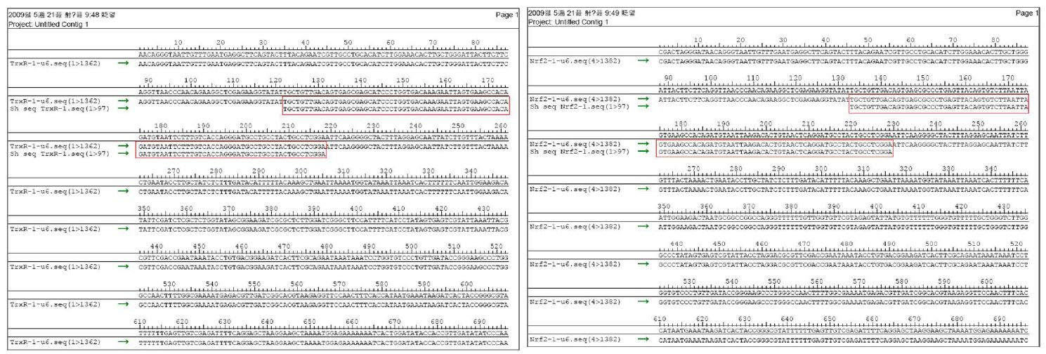 그림 44. Trr과 Nrf2를 target으로 하는 shRNA를 포함하는 pSM2c vector의 sequencing 결과