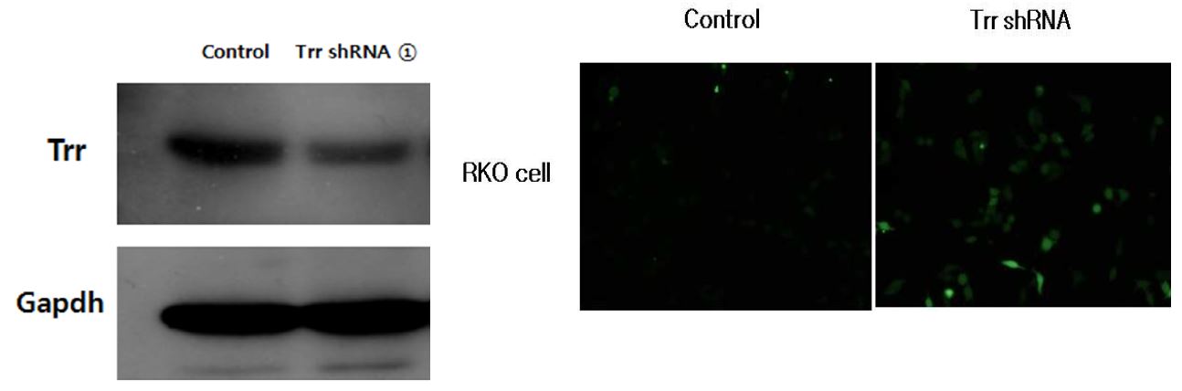 그림 45. RKO cell과 Trr knockdown cell에서 Trr protein level과 ROS level 확인