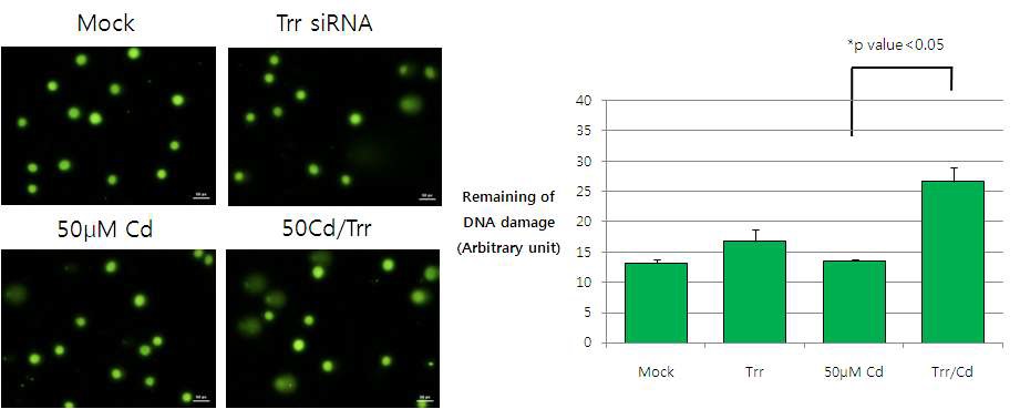 그림 51. Trr knockdown system에서 카드뮴 처리 시 유전자 손상 확인