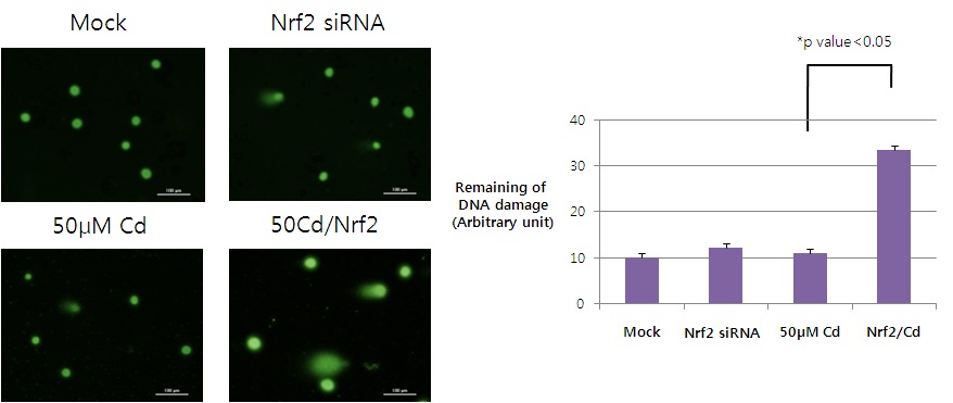 그림 53. Nrf2 knockdown system에서 카드뮴 처리 시 유전자 손상 확인
