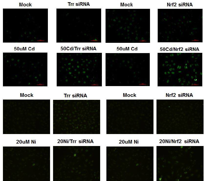 그림 55. GammaH2AX를 통해 중금속 카드뮴, 니켈에 의해 나타나는 유전자 손상 확인