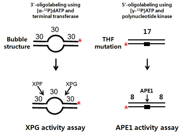 그림 58. DNA repair 활성 측정을 위한 XPG 및 APE1 activity assay 실험 방법