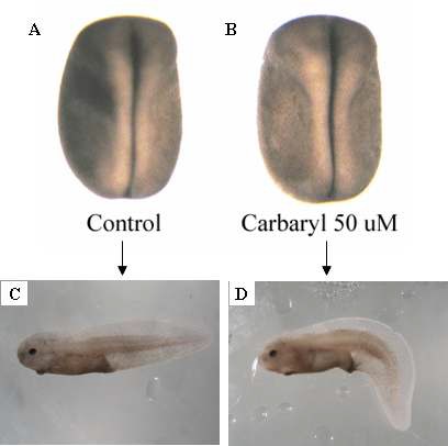 Carbaryl에 노출된 배아의 기형발생.