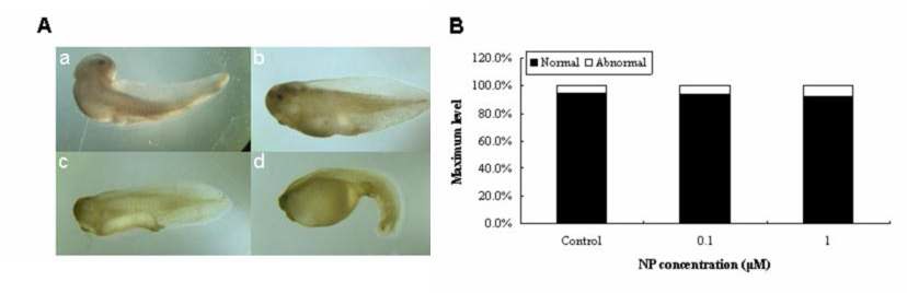 Nonylphenol이 무당개구리의 기형발생에 미치는 영향