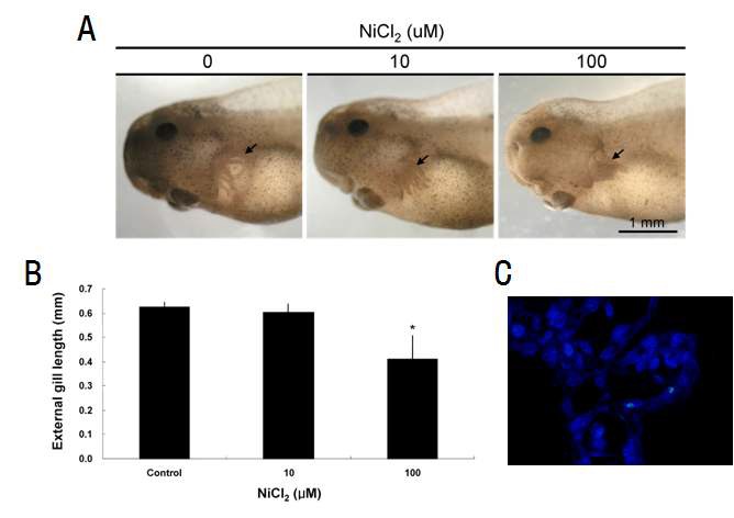염화니켈 처리에 의한 무당개구리 배아의 외부아가미 변형