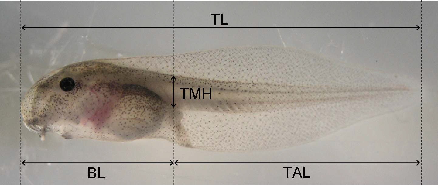 무당개구리 유생의 계측부위