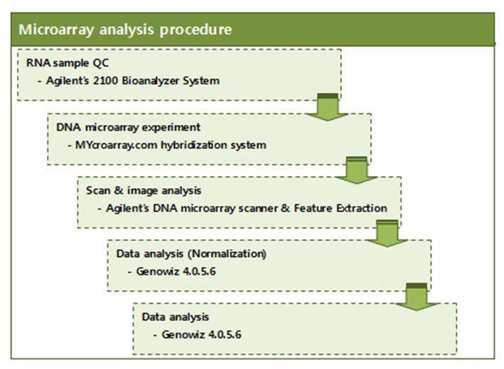 Microarray 실험과정 모식도