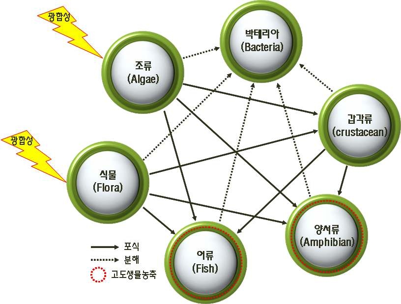 먹이 사슬 및 독성 화학물질의 생물농축