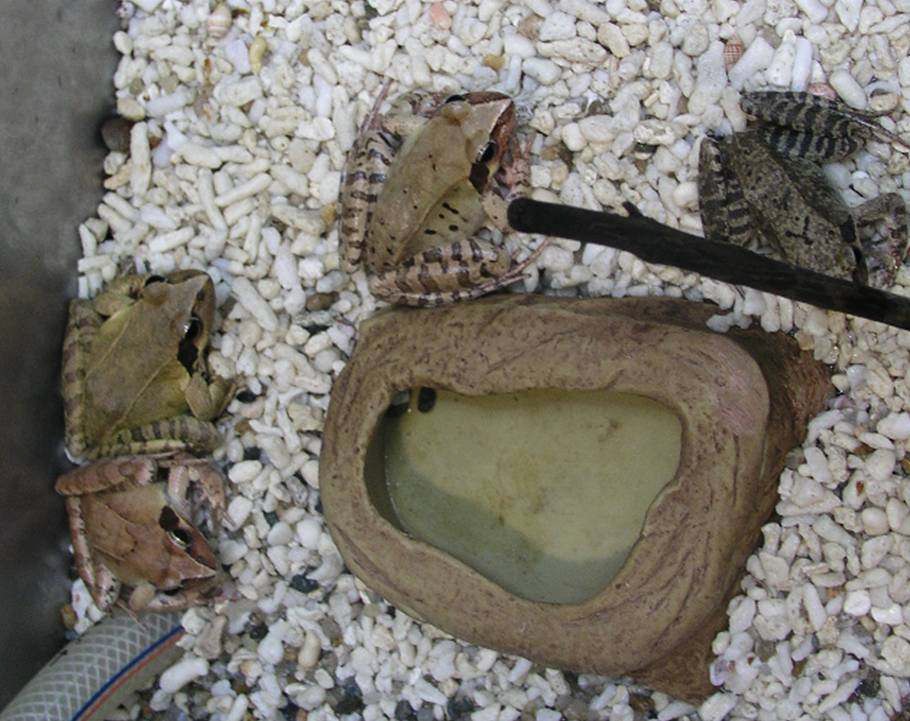 사육조 내부의 산개구리
