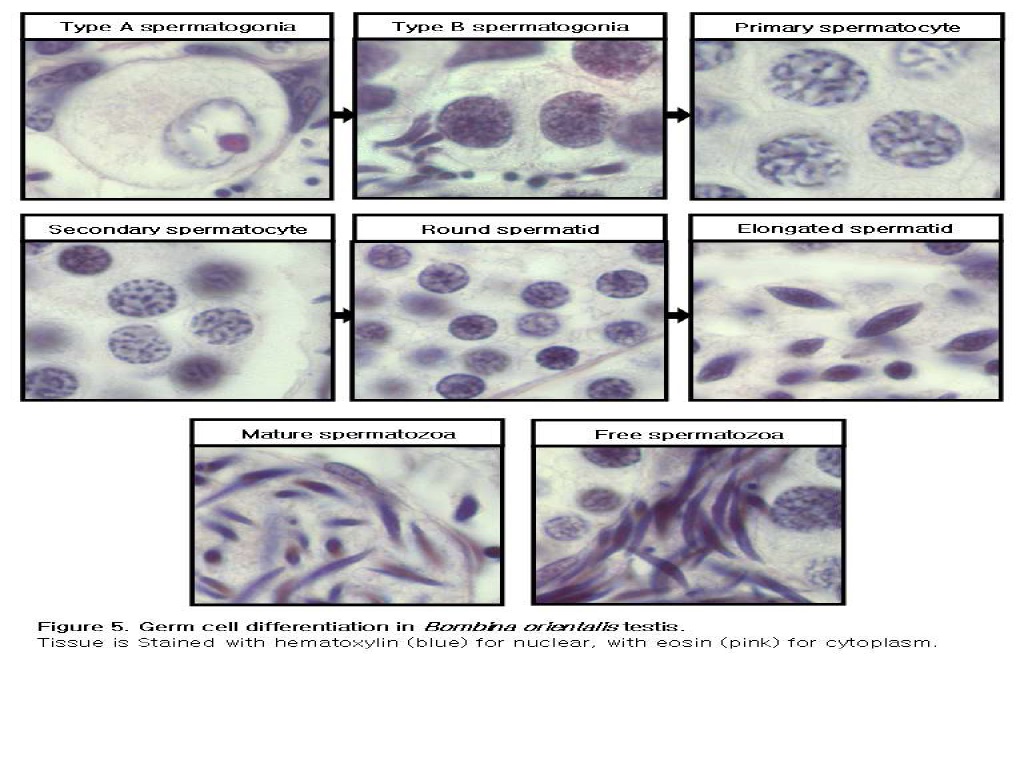 무당개구리의 생식세포 분화 단계