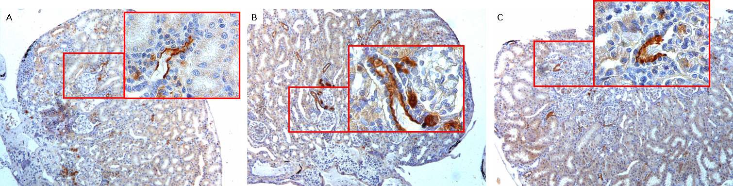 인공 동면 조건에 따른 신장 피질 neck segment에서의 AQP1 단백질의 발현 변화.