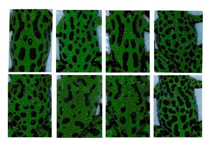 무당개구리 등 무늬의 다양성