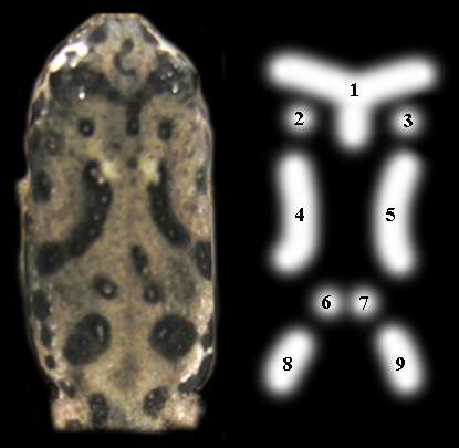무당개구리 개체식별 키 패턴