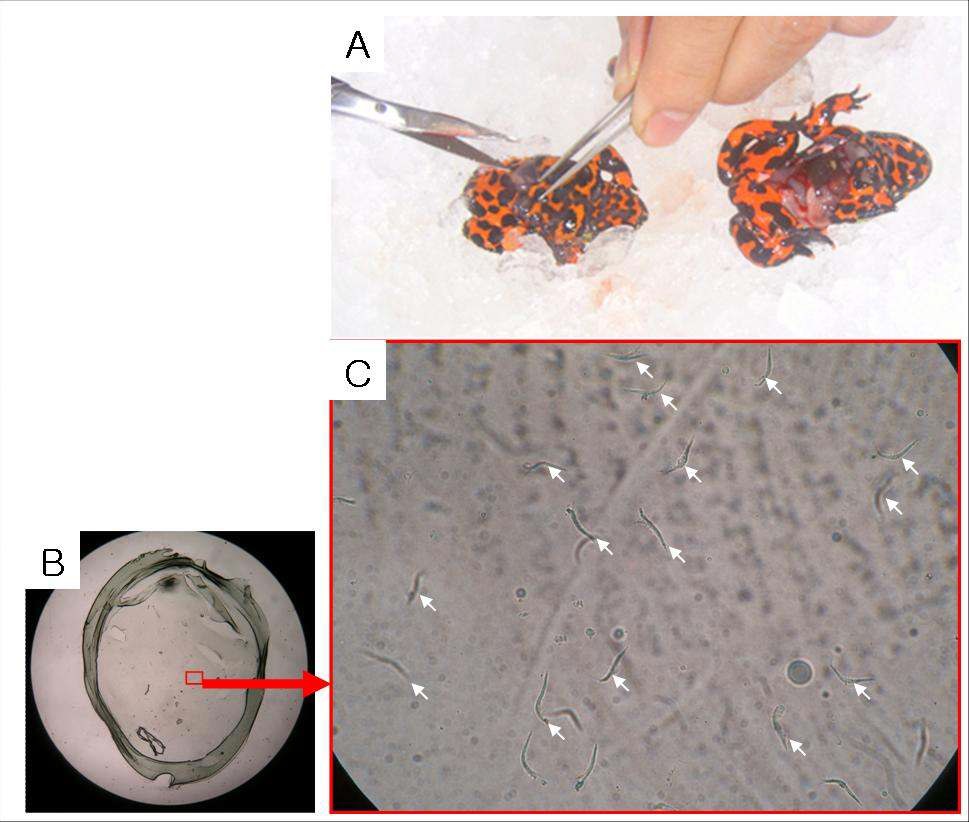 무당개구리 정소 적출(A). B, 건조된 수정란의 젤리층. C, 젤리층에 존재하는 정자