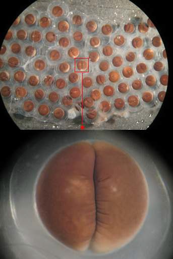 정상적으로 난할된 2-cell 배아