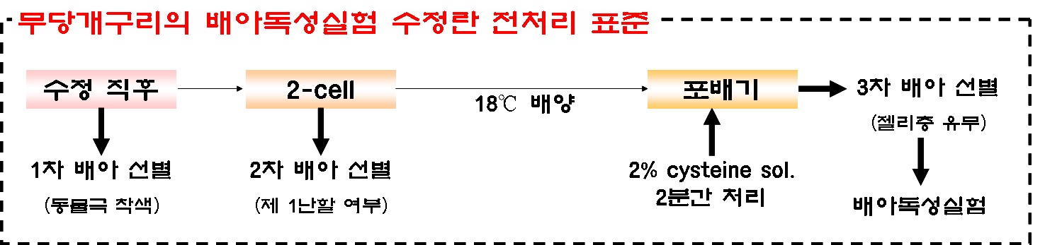 배아독성실험을 위한 전처리과정