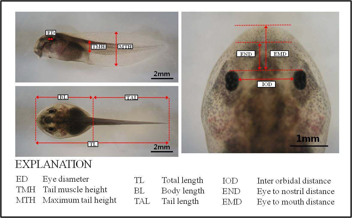 무당개구리 유생의 계측분석을 위한 측정부위 및 명칭