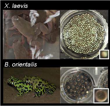 무당개구리와 아프리카발톱개구리의 배아크기 비교