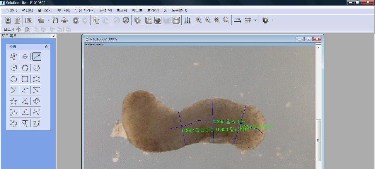 무당개구리 배아의 DMZ 이미지 분석
