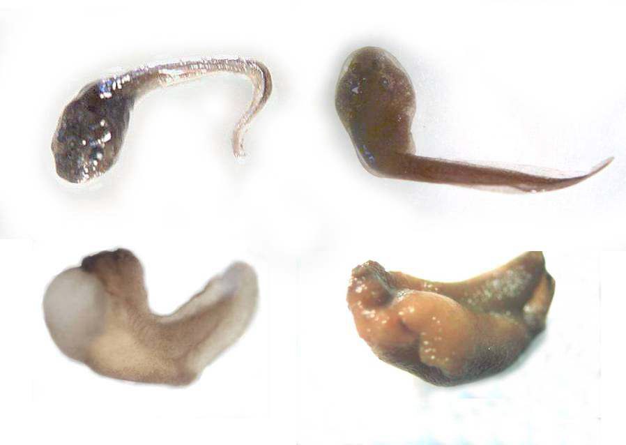 Carbaryl처리에 의한 무당개구리 배아의 기형발생