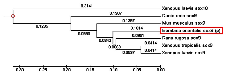 Sox9 유전자의 종간 유연관계 분석