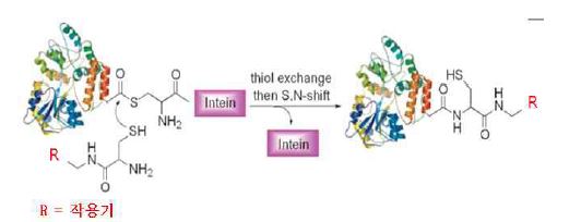 그림 3-2 인틴 접합 단백질을 이용한 여러 종류의 작용기 도입 모식도