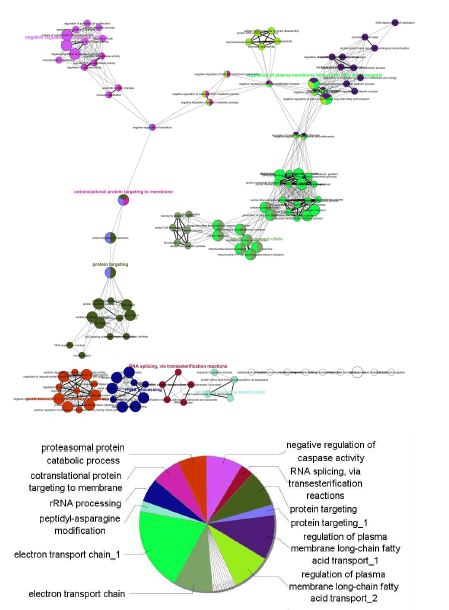 그림 3-10 PAH 그룹에서 Co-regulated Gene Ontology Biological Porcess분석