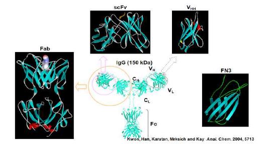 그림 3-17 Engineered Antibody(항체 유도체)는 단백질 발현 양상 분석에 유용한 도구임