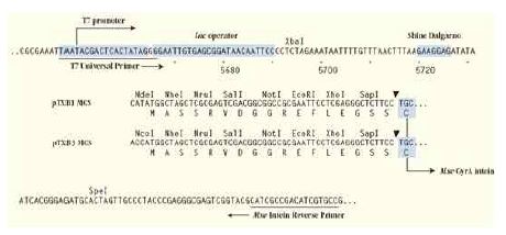 그림 3-18 pTXB1벡터의 클로닝/단백질 발현 영역