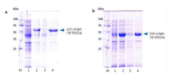그림 3-21 SDS-PAGE를 이용한 scFv와 VHH의 발현여부 확인