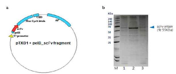 그림 3-24 시그널펩타이드를 포함한 scFv 발현 맵 및 단백질 발현 검증