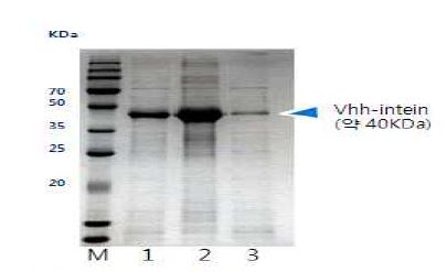 그림 3-25 VHH-intein-CBD 단백질의 재 접힘 확인