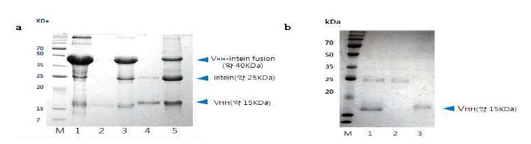 그림 3-26 재 접힘된 VHH-intein-CBD 단백질의 활성 확인
