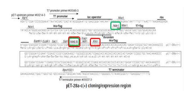 그림 3-31 pET28a 벡터의 NdeI 과 HindIII 제한효소 사이에 scFv,VHH 유전자를 삽입한 후에 합성된 GS linker-3Cys를 HindIII 와 Xho 제한효소 사이에 cloning