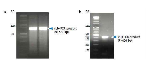 그림 3-32 제한효소 NdeI 과 HindIII 영역을 가지는 scFv와 VHH PCR product