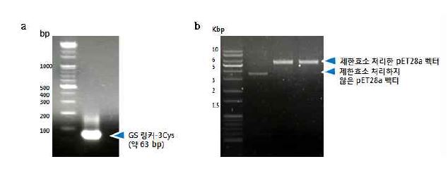 그림 3-33 GS 링커-3Cys 클로닝