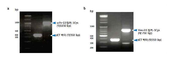 그림 3-34 pET 벡터 내에 scFv 와 VHH -GS 링커-3Cys 유전자의 삽입을 확인하기 위한 T7p-F, T7t-R primer 를 이용한 PCR