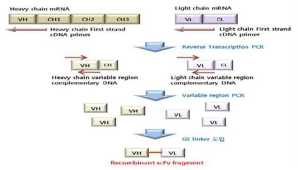 그림 3-39. 항체의 mRNA 로부터 항체유도체 scFv 유전자를 제작하는 과정의 모식도