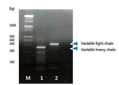 그림 3-40 역전사하여 얻은 cDNA로부터 증폭된 variable region region 1. heavy chain 2. light chain