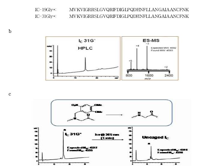 그림 3-43 C-intein의 주사슬의 Glycine 아미노산의 아마이드기에 Photocage가 도입