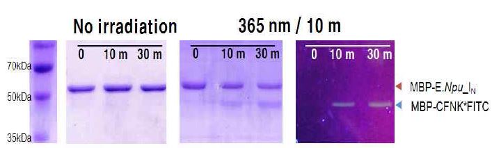 그림 3-48 빛에 민감한 물질을 포함하고 있는 Npu C intein 이 빛의 유무에 따라 단백질 접합 반응을 관찰한 결과