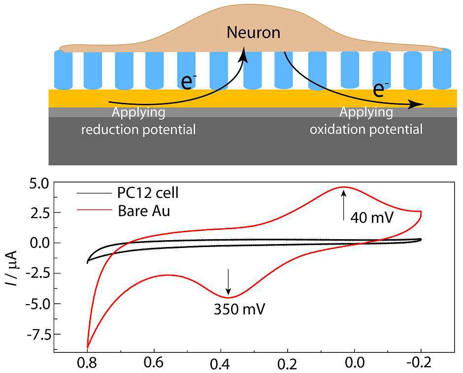 그림 3.80 패턴위에 고정화 된 신경 세포(상) 및 전기화학적 특성(하)