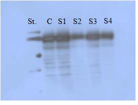 그림 3.91 Cytochrom P-450 항체를 이용한 웨스턴 블롯을 통한 세포 활성 비교