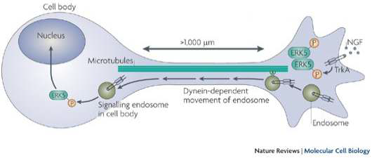 그림 3.97 신경성장인자의 신경 세포 내 작용 기작의 예시