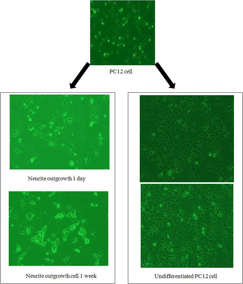 그림 3.98 분화된 PC12 세포(좌하)와 미분화된 PC12 세포(우하) 의 비교