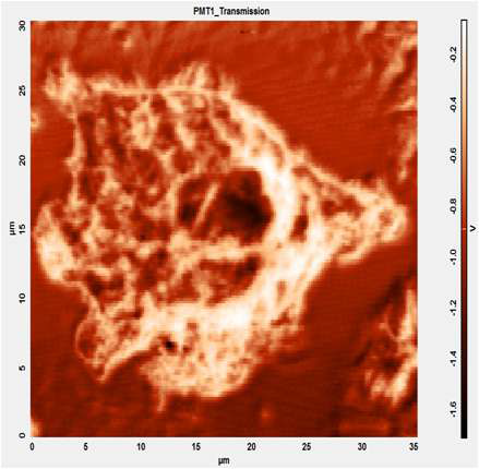 그림 3.99 금 기판에서 미분화된 신경세포(PC12)의 AFM 영상